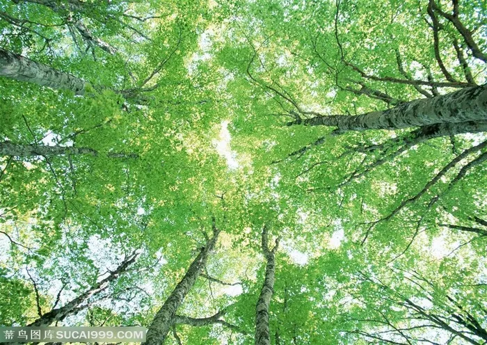 树林风景-高耸的绿树