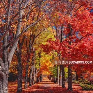 唯美秋季枫叶林间小道 唯美秋季枫叶林间小道