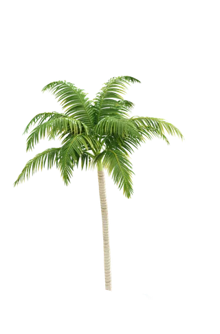 树木树枝树叶免扣素材