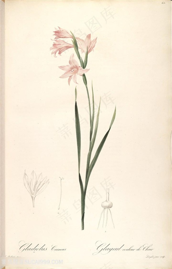 雷杜德原版唯美淡雅花卉花束插画