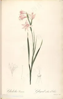 雷杜德原版唯美淡雅花卉花束插画 雷杜德原版唯美淡雅花卉花束插画