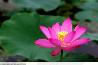 出水芙蓉-盛开的美丽荷花