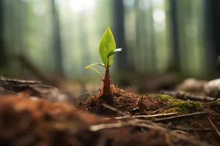 破土而出的绿芽摄影图