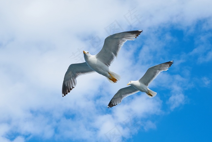 翱翔在空中的海鸥