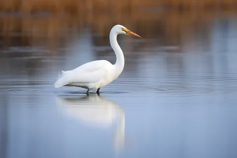秋季白鹭在水面觅食摄影图
