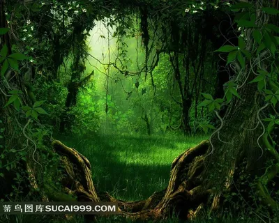 梦幻唯美森林树林 梦幻唯美森林树林
