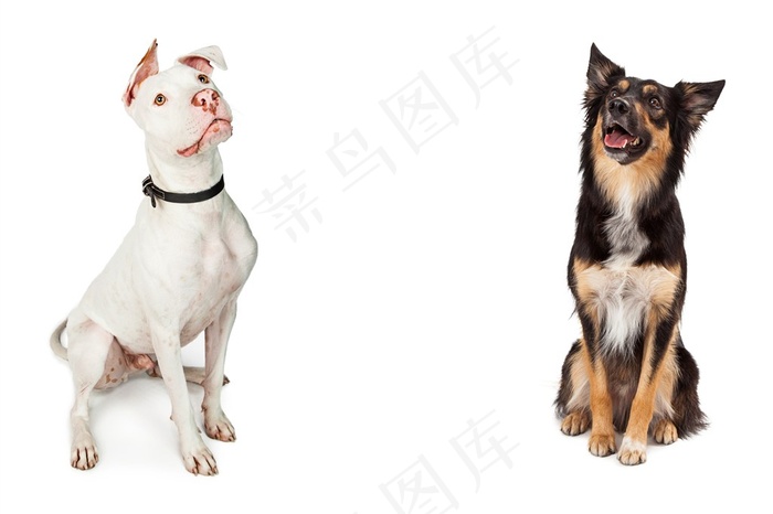 可爱的宠物小狗动物高清图