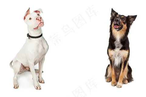 可爱的宠物小狗动物高清图