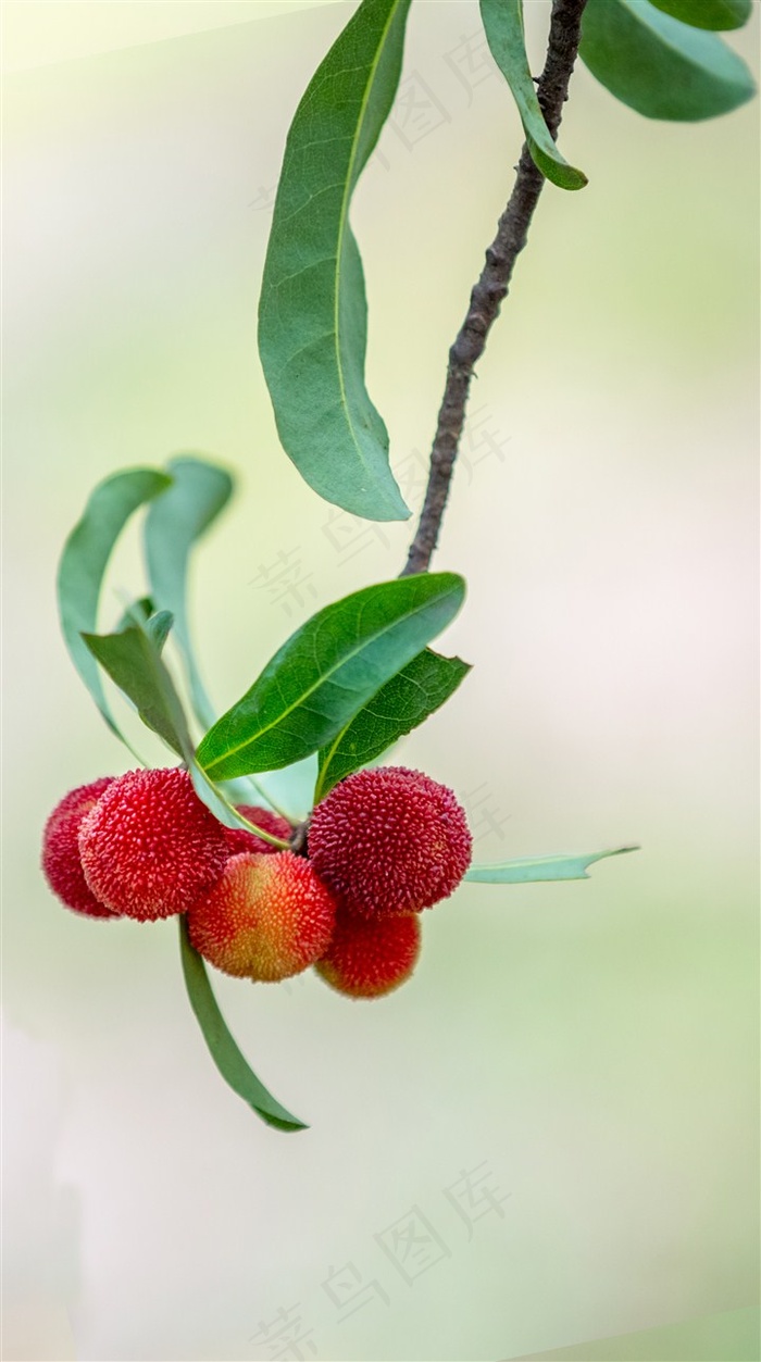 果园里的杨梅水果图片