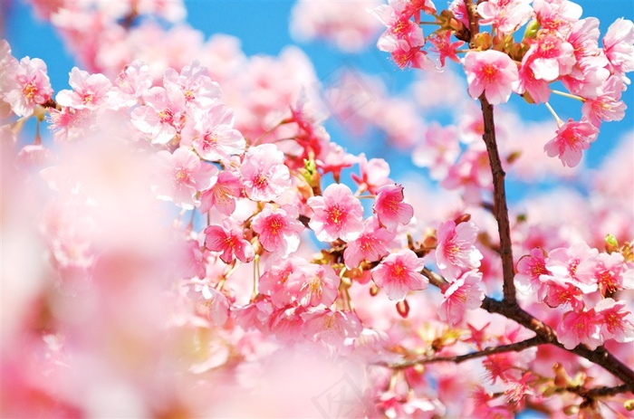 桃花盛开的时刻