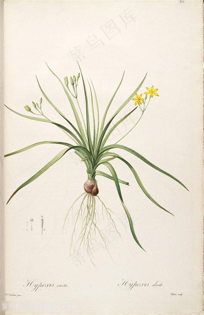 雷杜德原版高清小黄花绿色植物花草图谱