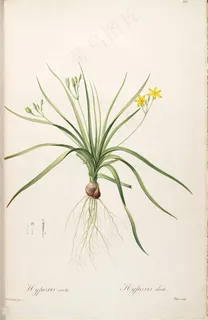 雷杜德原版高清小黄花绿色植物花草图谱 雷杜德原版高清小黄花绿色植物花草图谱