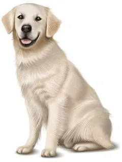 拉布拉多犬 PNG免抠(240x320)