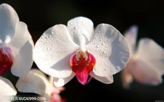 高清蝴蝶兰 花朵花卉特写