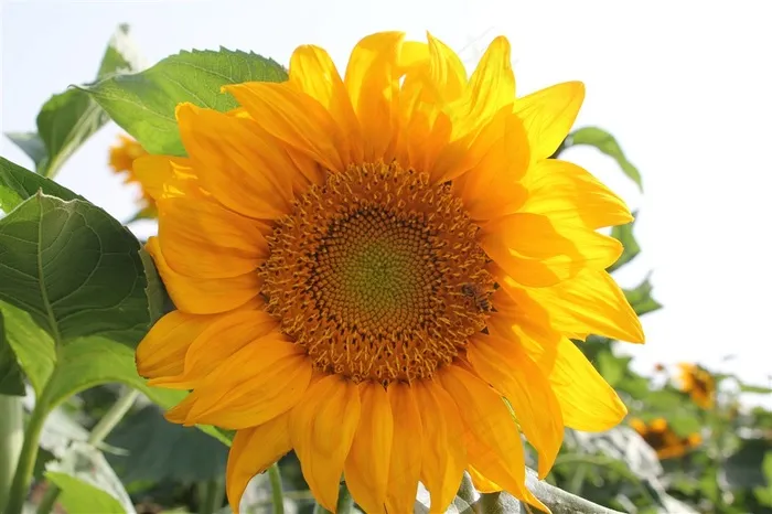 花园里的向日葵