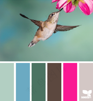 家禽鸟类配色色卡色彩搭配