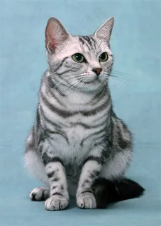 坐着的黑白条纹猫咪图片 坐着的黑白条纹猫咪图片