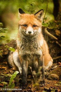 蹲在森林的小狐狸图片