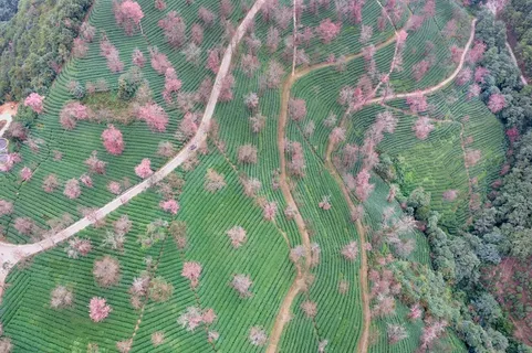 南涧无量山茶园