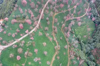 南涧无量山茶园