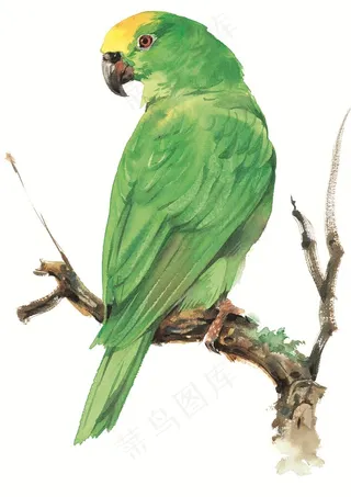 树枝上的鹦鹉素材