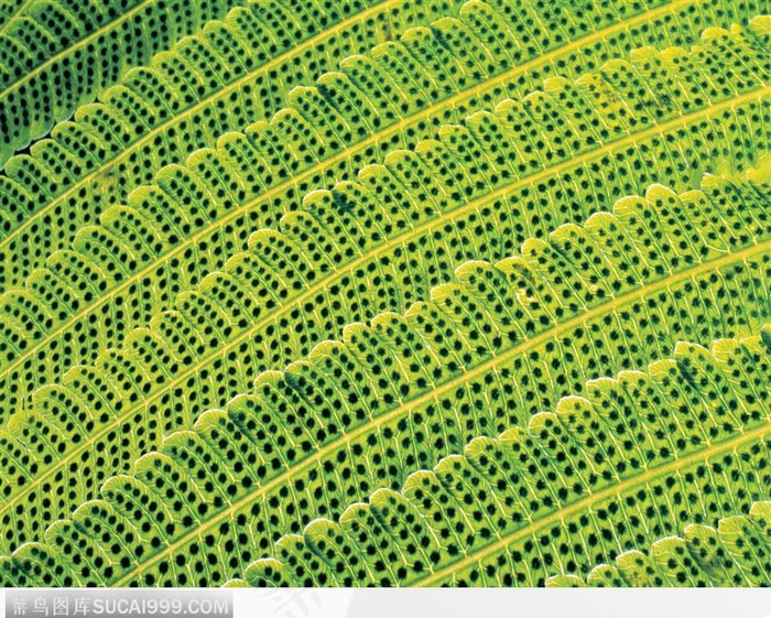 叶脉（绿色）