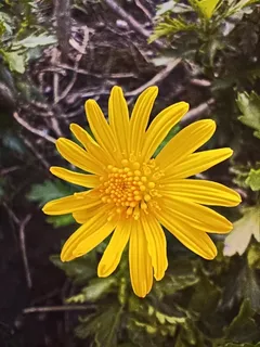 黄金菊高清大图