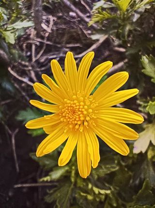 黄金菊高清大图