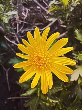 黄金菊高清大图