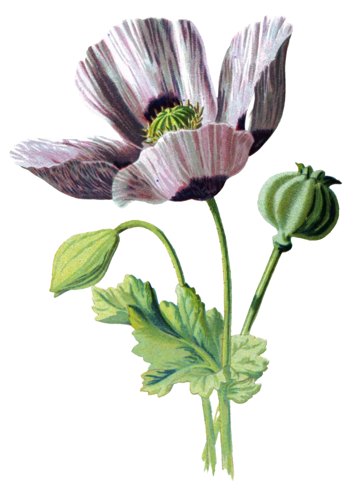 复古手绘植物花卉玫瑰花PNG免扣图案高清图片PS设计素材图