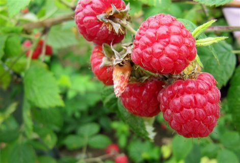 树上新鲜的覆盆子