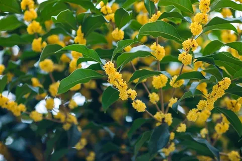香甜的金色桂花摄影素材图片 香甜的金色桂花摄影素材图片