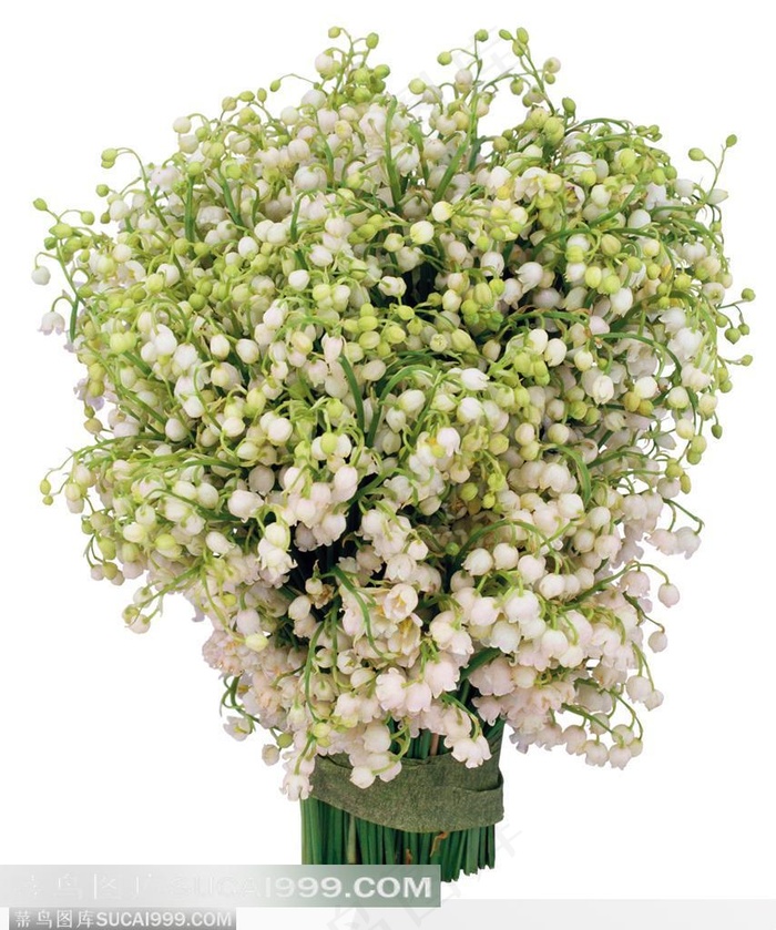 花艺花束-白色的满天星