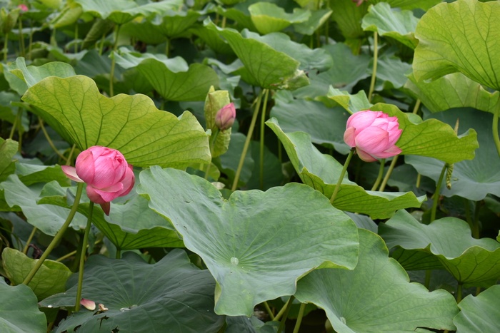 夏季荷塘荷花风景图片