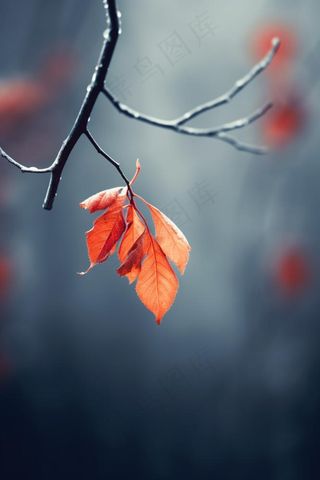 冬季叶子雪背景