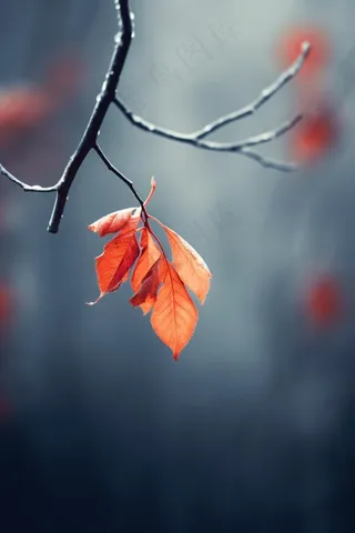 冬季叶子雪背景