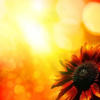 美丽的花朵景色图 美丽的花朵景色图