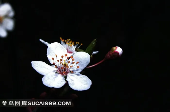 鲜花白色梅花