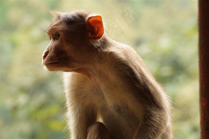 活泼机灵的猴子摄影图