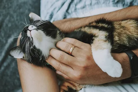 猫宠物护理小猫动物国内的猫 猫宠物护理小猫动物国内的猫