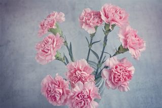 娇艳的康乃馨摄影素材