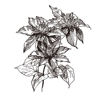 线条草本花卉手绘植物-铁线莲