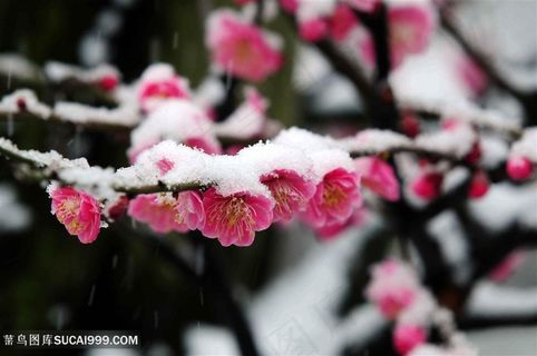 高清冰雪梅花摄影图片