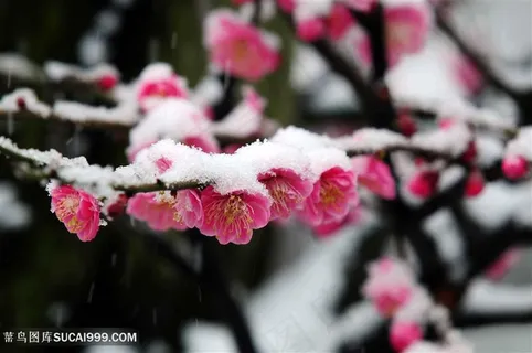 高清冰雪梅花摄影图片