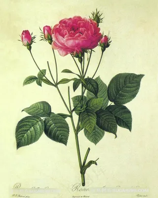 唯美花卉花束复古插画