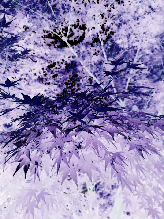 枫叶紫色图(1080x1440)psd模版下载