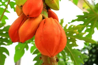 成熟木瓜背景图