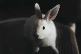 白色可爱兔子摄影素材