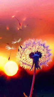 春天落日户外分散种子蒲公英夕阳晚霞摄影图