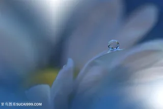 高清唯美一颗水滴雏菊花瓣鲜花图片